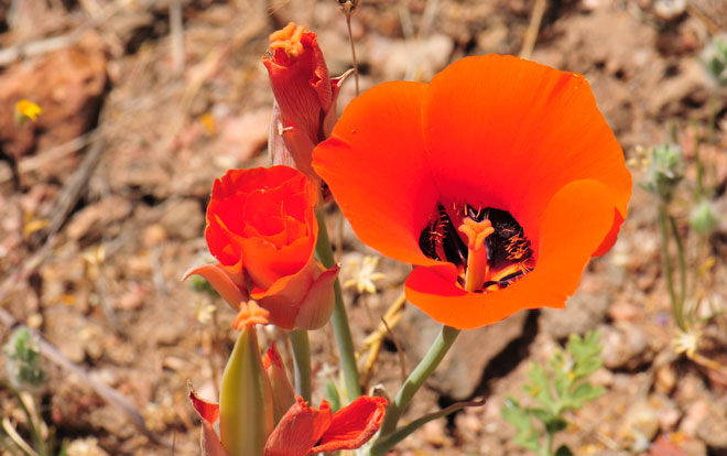 Calochortus kennedyi, Desert Mariposa Lily